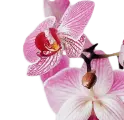 Цветы Орхидеи