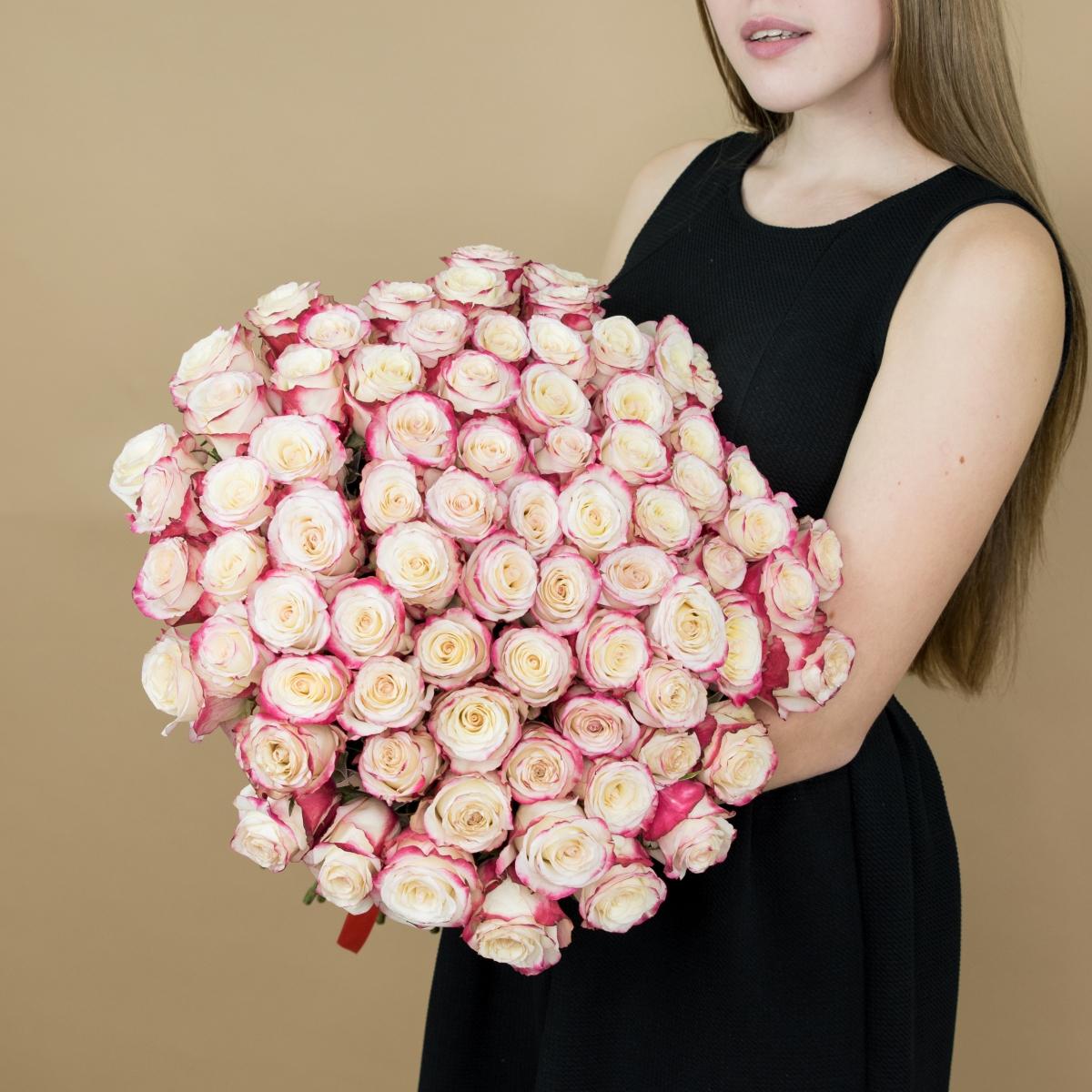Розы красно-белые (40 см) Эквадор код  459