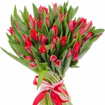 Красные тюльпаны 25 шт (articul   133110)